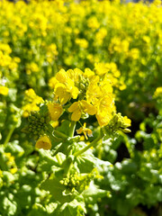 陽を浴びる菜の花のクローズアップ