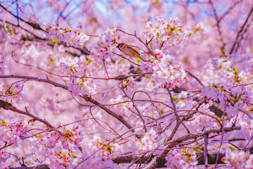 桜の枝と鳥