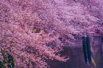 満開の桜と川辺の風景