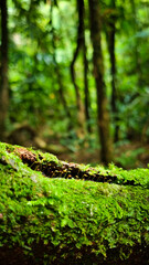 Naklejka premium tree in the woods