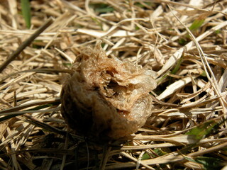カマキリの卵塊