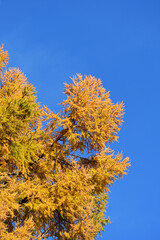 Fototapeta premium カラマツの黄葉