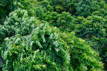 Green leaves on tree branches. Top view of tree tops in the forest.