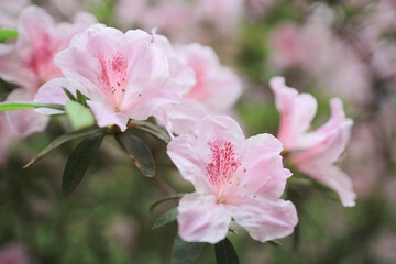 a pink Rhododendron at the spring garden