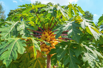 Big ripening yellow papaya fruits papayas on the tree with big green leaf with red stems petioles