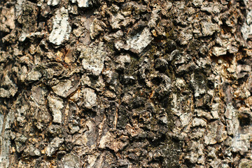 Tree bark texture for natural background