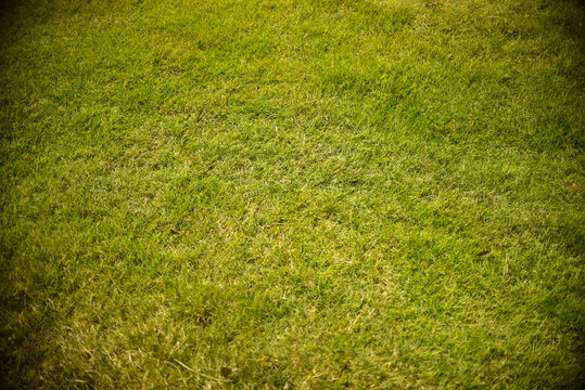 Fondo de c&eacute;sped natural  