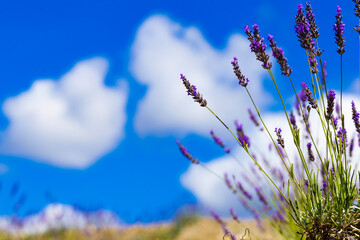 Fototapeta premium Lavender flowers on field and clouds on sky