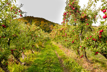 Fototapeta na wymiar Apple trees in orchard. Idared cultivar.