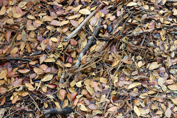 Fallen leaves for made into compost