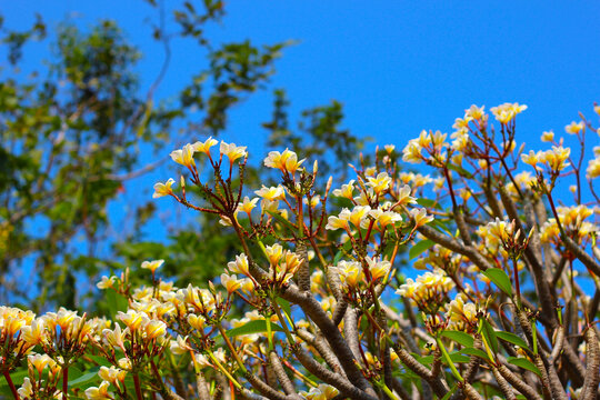 Beautiful plumeria flower on the tree