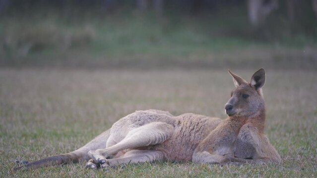 Big male kangaroo is resting