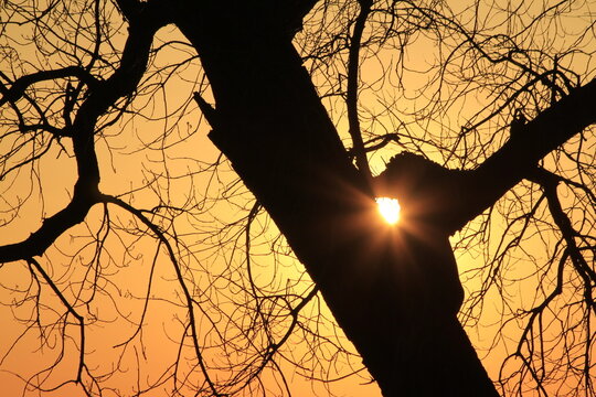 silhouette of a tree at sunset in Kansas