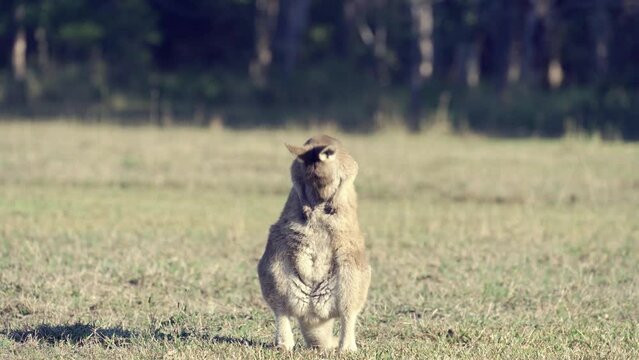 Funny young kangaroo is scratching himself