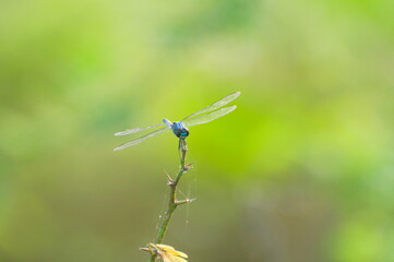 Blue Dragonfly