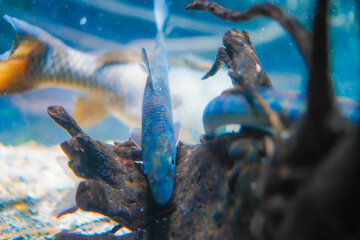 熱帯魚のクローズアップ