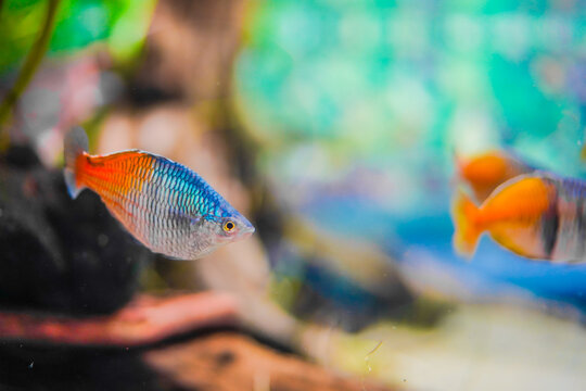 色とりどりの熱帯魚