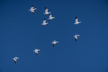 Snow geese on spring migration fly against a blue sky background in rural Pennsylvania
