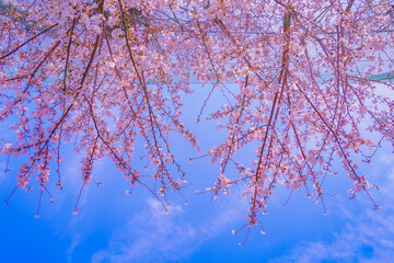 桜と青空
