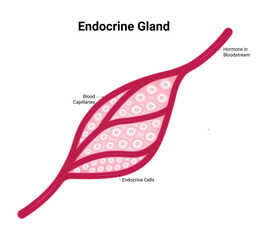 Endocrine Gland Science Design Vector Illustration Diagram - obrazy, fototapety, plakaty
