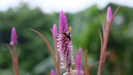 wasp on a purple flower