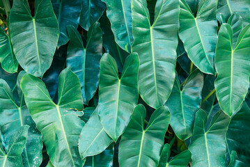 Fresh green Philodendron leaves pattern, Nature background