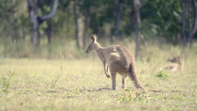 Funny kangaroo scratching himself in a field