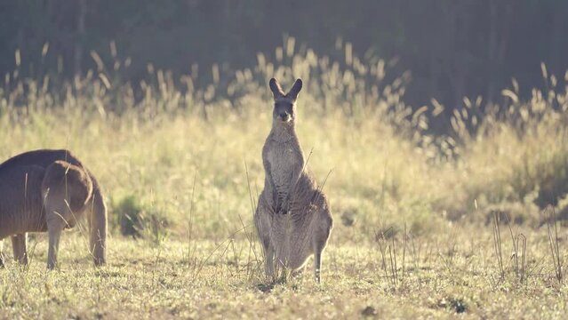 Kangaroo alert under a sunset light