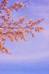 春の桜の花
