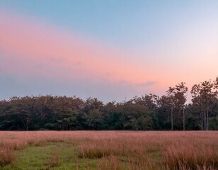Fototapeta na wymiar Capture the moment when the forest meets an open field. The sky blushes with pink and orange