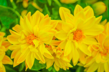 黄色の華やかな花