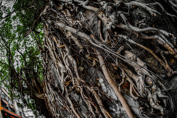 壁に絡む大木の根