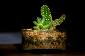 succulent photography