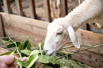 Teenage feeding sheep behind the fence.