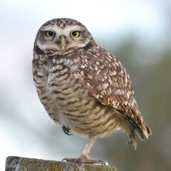 mirada