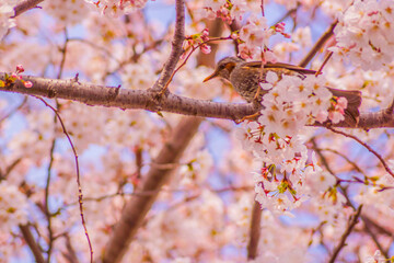 桜と鳥の優美な風景