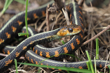 Common Garter (Red-sided Garter)