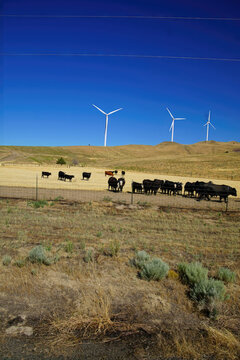 Black Angus cattle with windmills