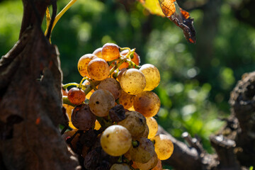 Ripe and ready to harvest Semillon white grape on Sauternes vineyards Barsac village affected by...