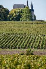 View on green vineyards, wine domain or chateau in Haut-Medoc red wine making region, Bordeaux,...