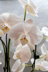 Blossom of white tropical decorative orchids flowers close up, orhid background