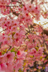 桜のトンネルの美しさ