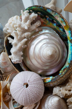 Beautiful different tropical sea shells white pearly Trochus Tectus niloticus, corals, close up