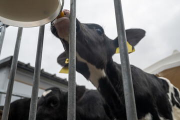 Cow breeding, little calfs sucking milk on organic cheese farm in Netherlands, dutch hard cheese...