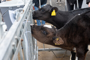 Cow breeding, little calfs sucking milk on organic cheese farm in Netherlands, dutch hard cheese...
