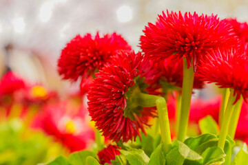 赤いベルベットの花