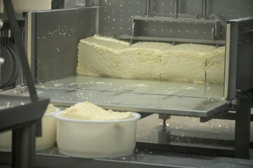 Process of organic cheese making from cow milk on bio cheese farm in Netherlands, dutch cheese...