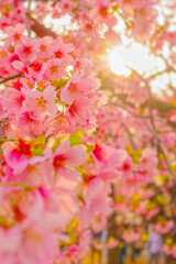 桜並木と輝く太陽