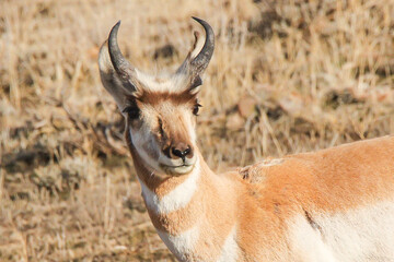 pronghorn antelope closeup portrait