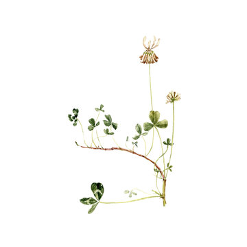 watercolor drawing plant of white clover with leaves and flowers isolated at white background, Trifolium repens, natural element, hand drawn botanical illustration